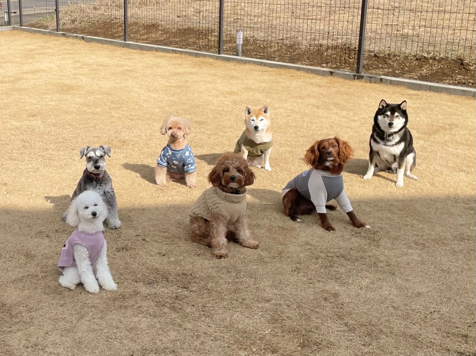 dog.A