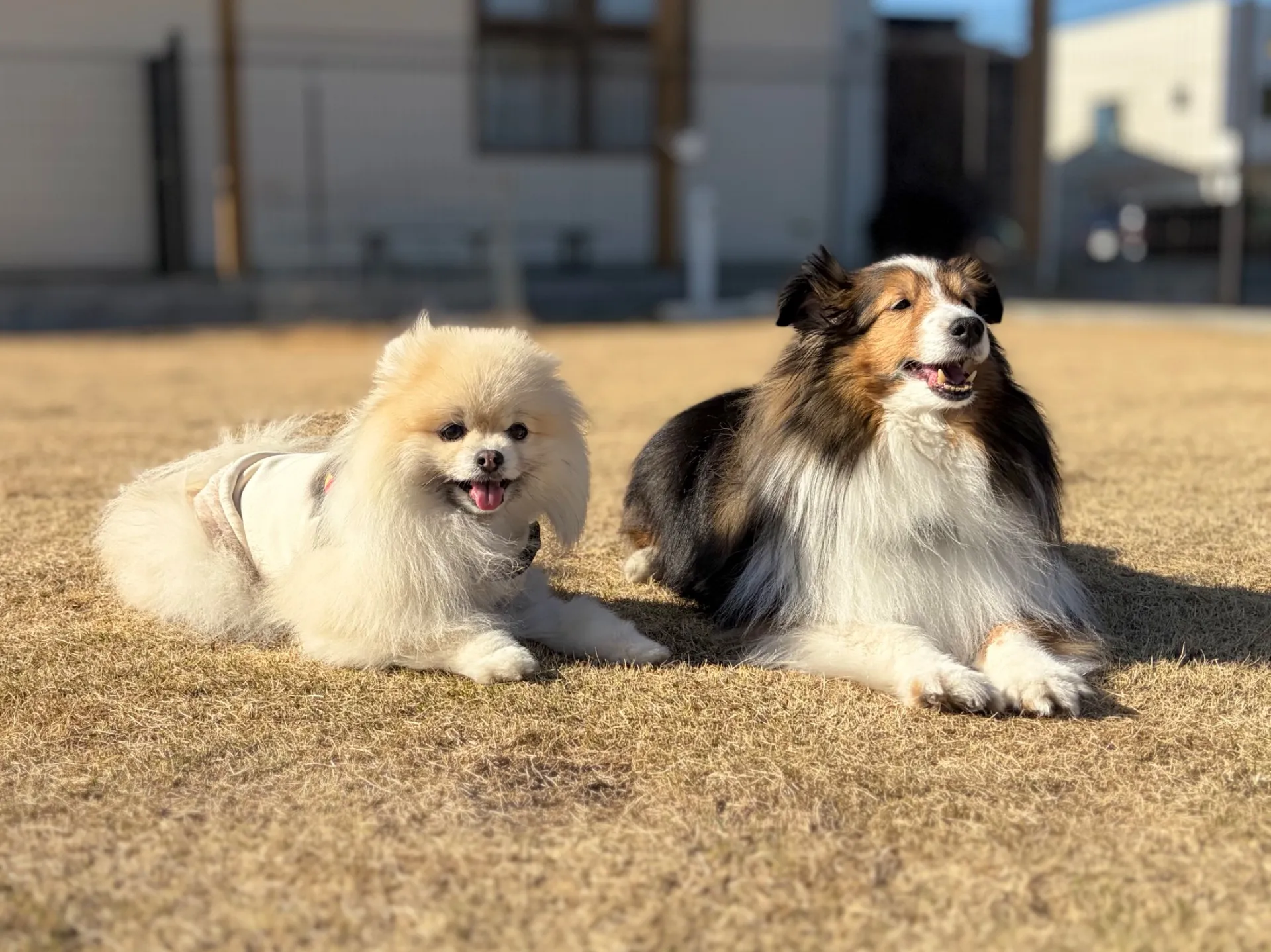 dog.A