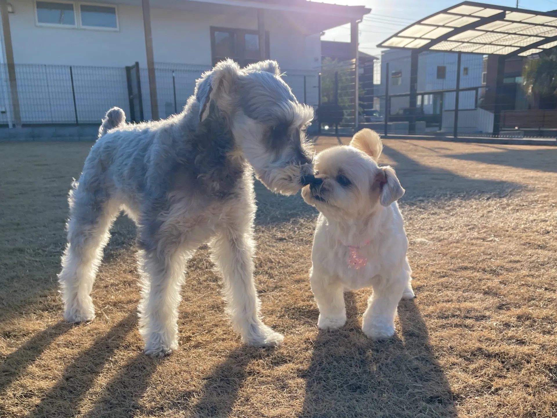 dog.A
